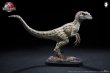 画像1: 予約 万茏堂/W-DRAGON Velociraptor (female)  1/10 スタチュー  (1)